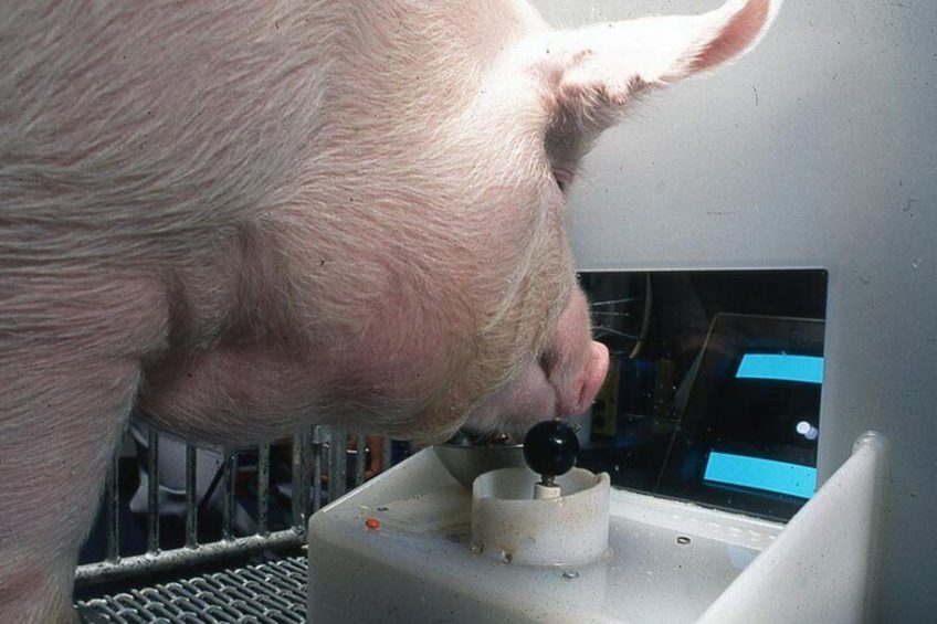 One of the Yorkshire pigs during the trial. - Photo: Penn State College of Agricultural Sciences