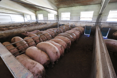 A pig producer who d prefer playing golf. Photo: Henk Riswick