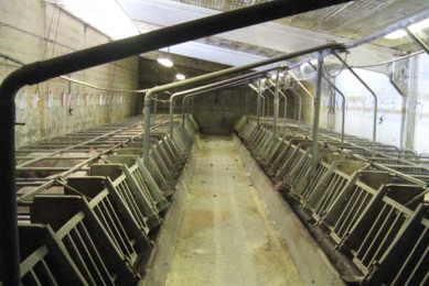Over 50% of Italian sow farms not ready for 2013