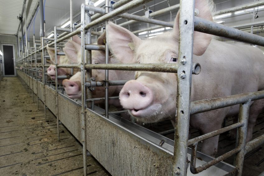 Alibaba Cloud launches smart brain for pig farms. Photo: Henk Riswick
