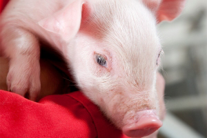 Bovine colostrum fed to pigs