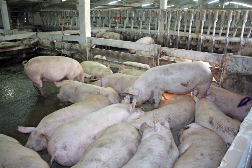 Gestating sows in a farm near Constanca, at the shores of the Black Sea. Photo: Vincent ter Beek