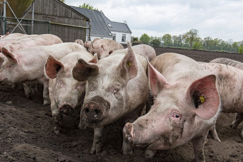 Outdoor pigs apparently enjoying the rooting in the ground. What can we know about their emotions? - Photo: Jan Willem van Vliet