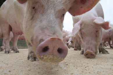 Japan to raise support for pork farmers