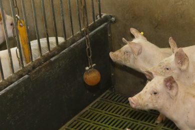 A better climate quality is better for pig welfare as well as pig health. Photo: Henk Riswick