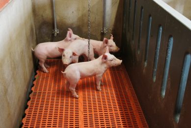 Do probiotics clean piglet units better. Photo ILVO