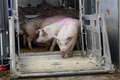 Denmark aims for 1.5 million pigs without antibiotics