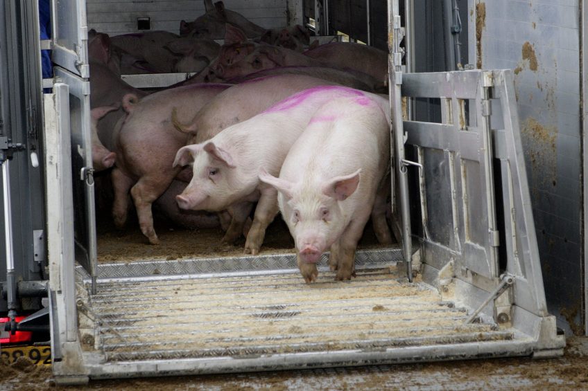 Denmark aims for 1.5 million pigs without antibiotics