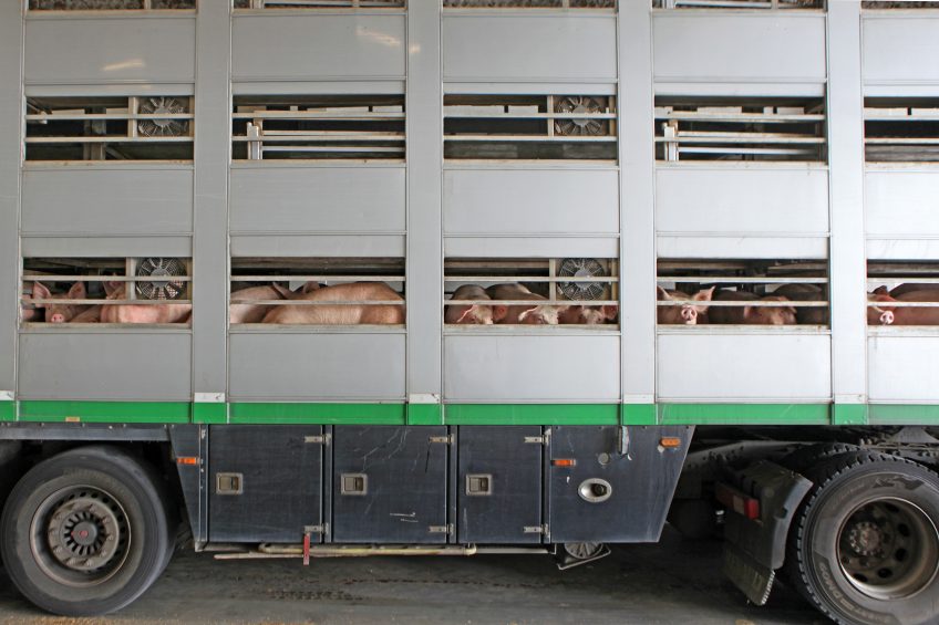 Pigs in a Belgian transport truck.