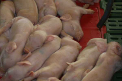 Hamlet Protein discusses 40 piglets per sow per year