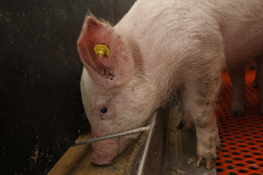 A weaned piglet eating at a trough. The pig in the picture is not related to the research. [Photo: Hans Prinsen]