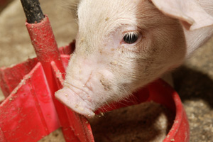 Research: Precision nutrition for swine