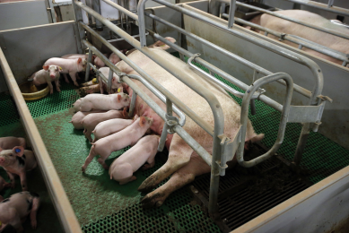 Brazil’s JBS to phase out gestation stalls