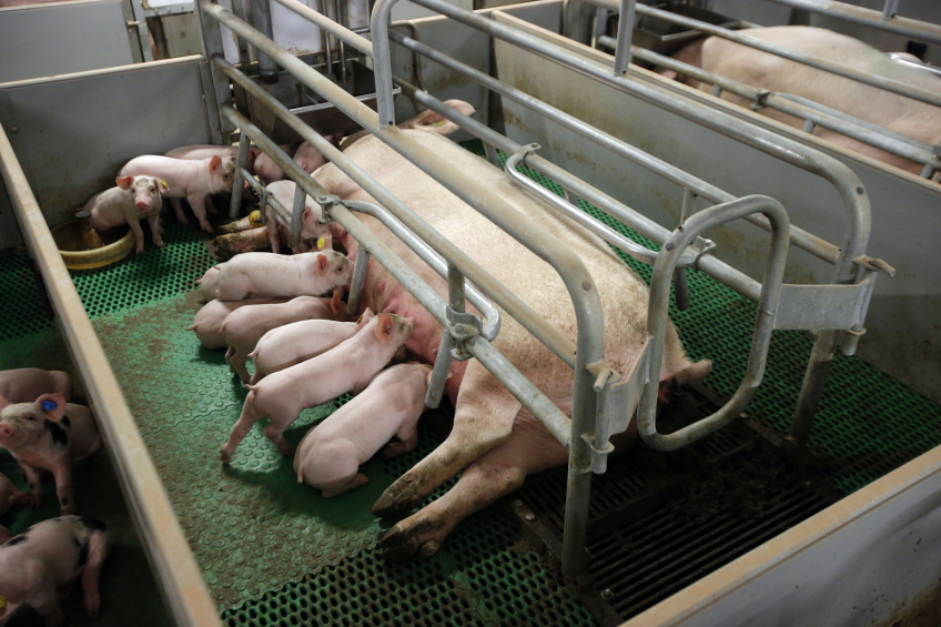 Brazil’s JBS to phase out gestation stalls