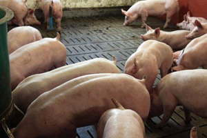 New pig farm to be constructed in Moscow Oblast