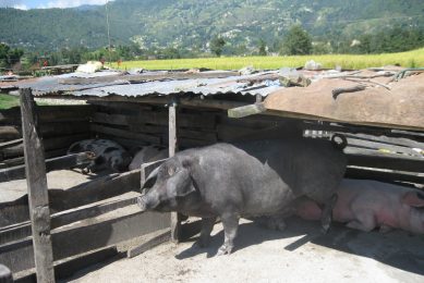 With the assistance of national subsidies also new pig houses are being built. Photo: Kam Raj Pant