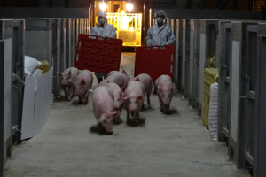 Hypor exports breeding pigs to Asia