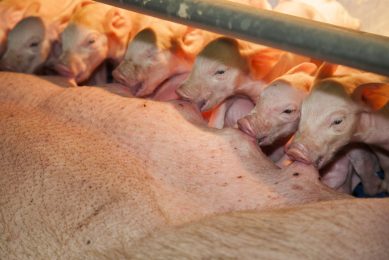 A better piglet health by enhancing sow diets. Photo: Hans Banus