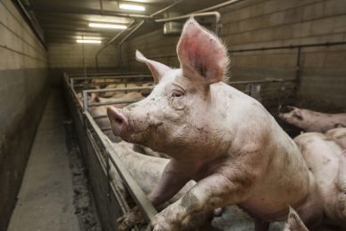 Quantifying health challenges on pigs. Photo: Ronald Hissink