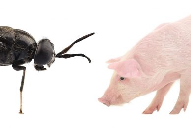 Pig and insect sectors: more alike than you might think