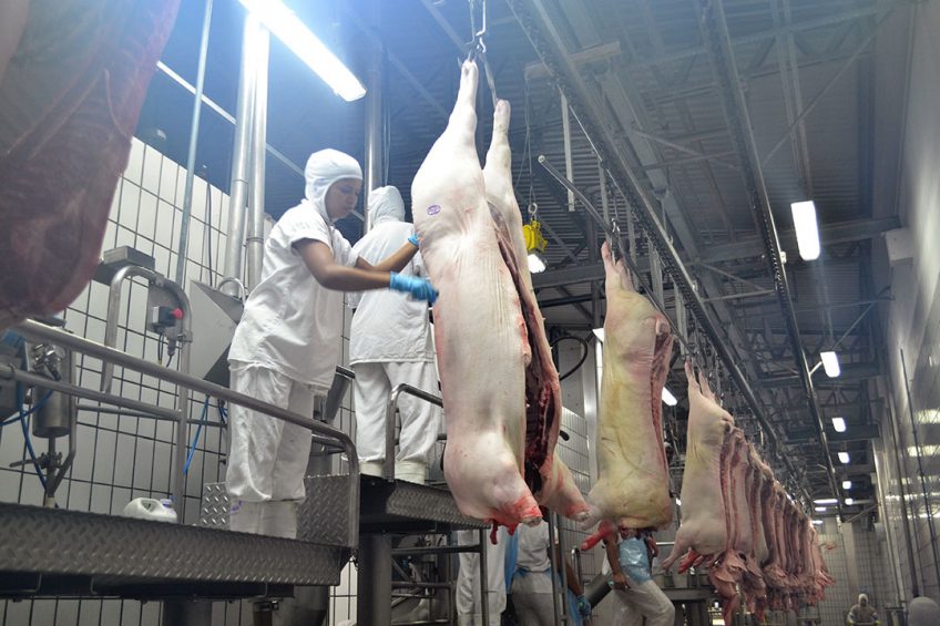 Pig carcasses in a Brazilian slaughterhouse. - Photo: Daniel Azevedo