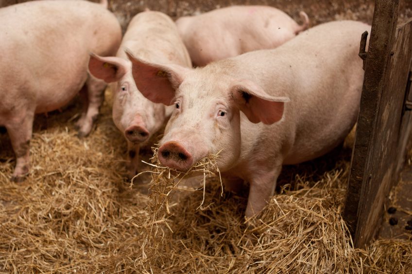 A systematic approach to sustainable pork. Photo: KDV