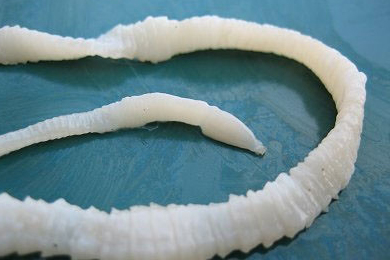 Pork tapeworm no.1 in top 10 list of foodborne parasites