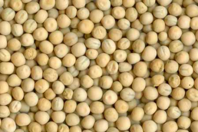 Pig research: How digestible is phosphorus in peas