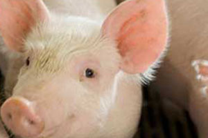 Research: Potatoes against scours in weaned pigs?