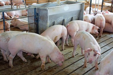 Finisher pigs on a farm in Iowa. The US number 1 pig producing state appears to escape mass cullings so far. - Photo: Vincent ter Beek