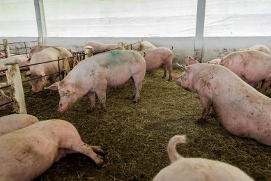 Sows in group housing in straw. Photo: Daniel Azevedo