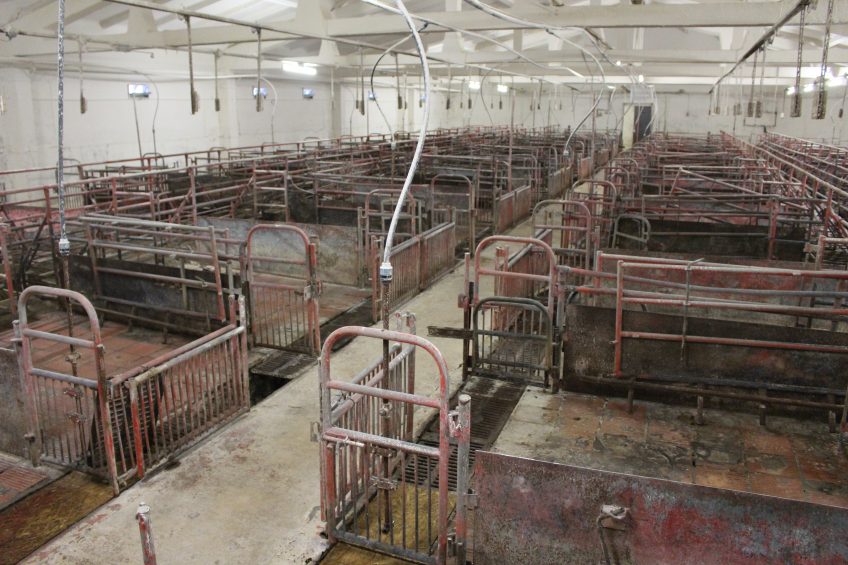 ASF hits large pig farm in Russia s key pig region. Photo: Vincent ter Beek
