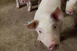 A well-known example of supplying trace minerals above requirements is when it is aimed in treating E.coli-related diseases in piglets. <em>Photo: Jan Willem Schouten.</em>
