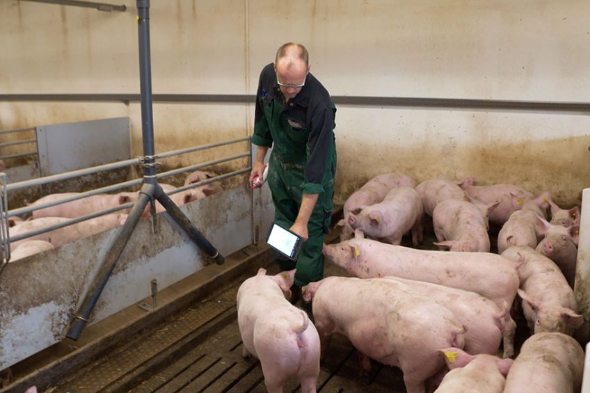 Farm visit: Aiming for higher litter homogeneity - Pig Progress
