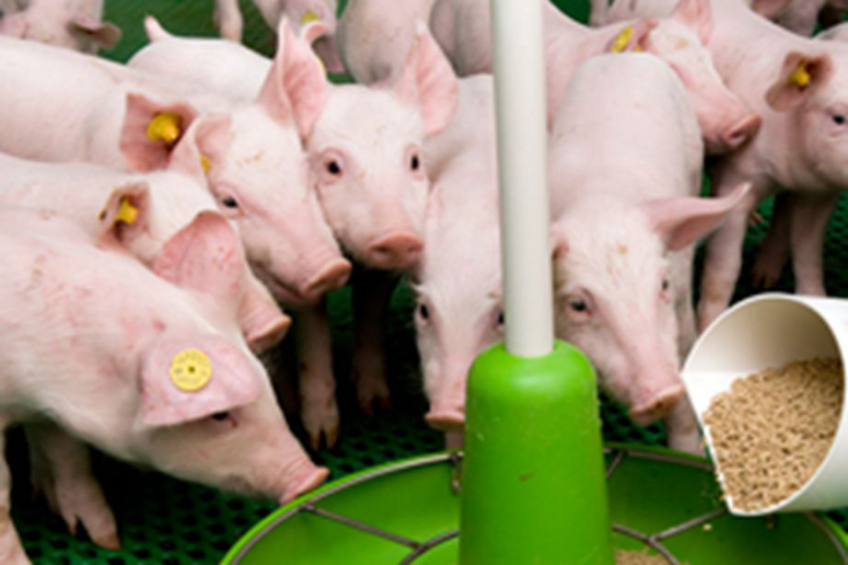 SPC for piglets: Performance and immunity