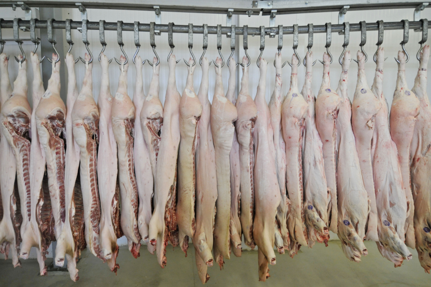 Slaughtered pigs hang at a meat processing plant in Veliky Novgorod. [Photo: ANP]