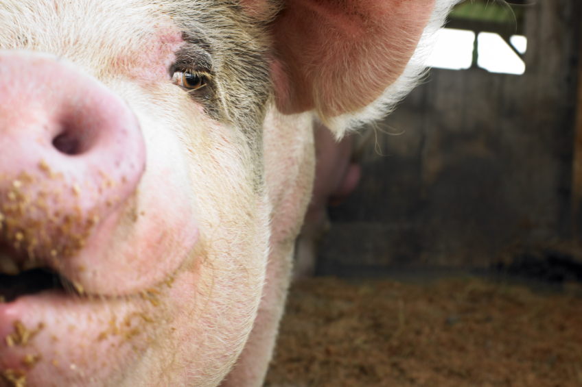 US and Canadian pork exports down in 2014