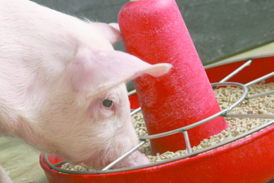 The role of plasma protein in young piglet feeding