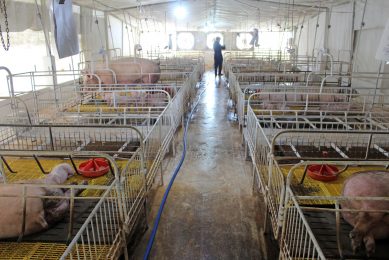 Scaling back to fewer sows in bad times. Photo: Vincent ter Beek