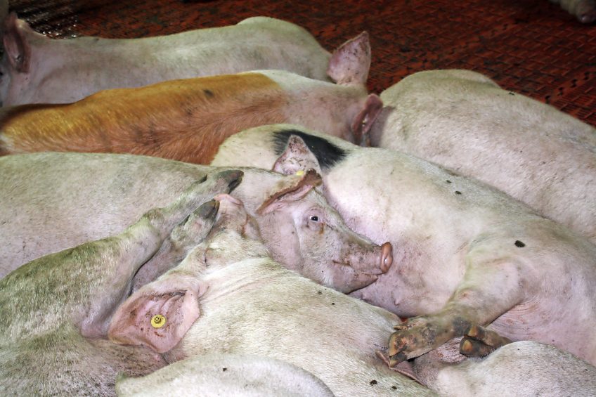 Pigs on a farm in Romania. The country has recently been hit heavily with ASF outbreaks. Photo: Vincent ter Beek
