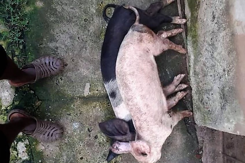 As of May 2020, only in Nigeria s Lagos state, more than 600,000 breeders and matured growers have been lost to ASF, excluding culled and sick animals. - Photo: Pig Farmers Association of Nigeria