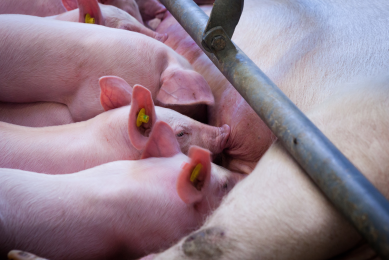 Needs and challenges of pre- and post-weaning piglets
