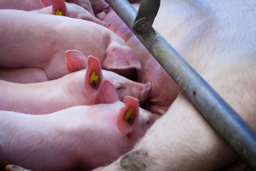 Needs and challenges of pre- and post-weaning piglets