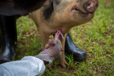 Rapid ASF field diagnosis put to the test in Uganda. Photo: Tetracore