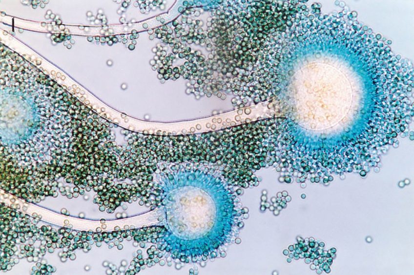 3 contaminants to watch for in sow milk