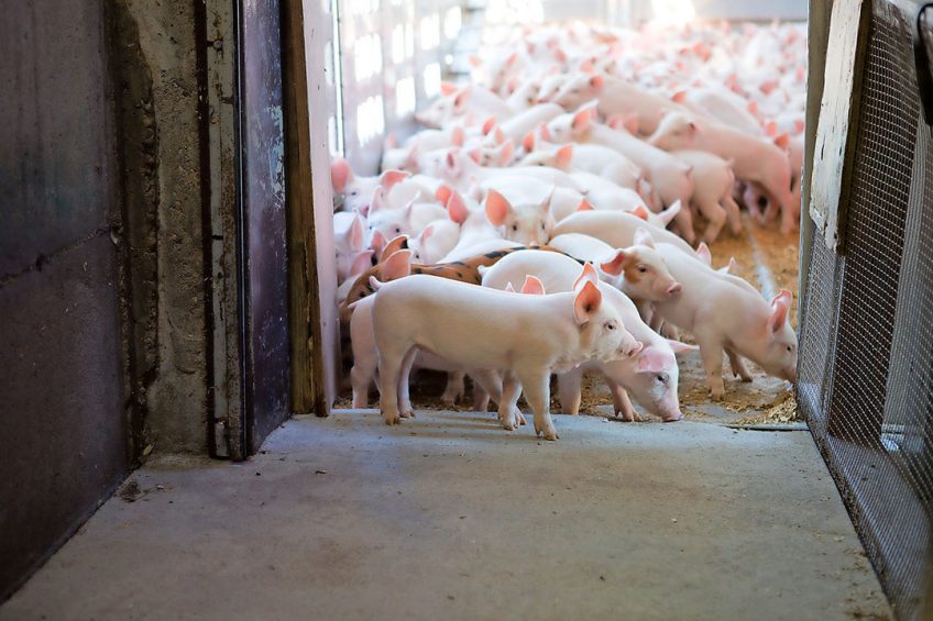 Photo: Van Raay Farms/ The Whole Pig