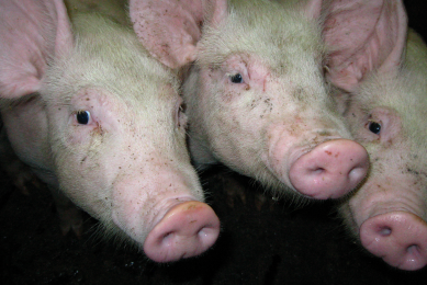 Colistin resistance found in Chinese pigs, poultry