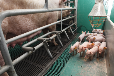 Early supplementation of scFOS profit piglets. Photo Hans Prinsen