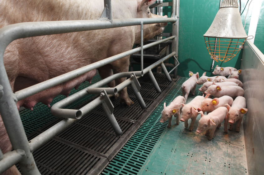 Early supplementation of scFOS profit piglets. Photo Hans Prinsen