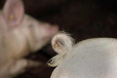 A non-docked curly pig tail. Tail biting is likely to be related to health conditions. Photo: Hans Prinsen
